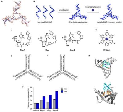 Supramolecular DNA Three-Way Junction Motifs With a Bridging Metal Center